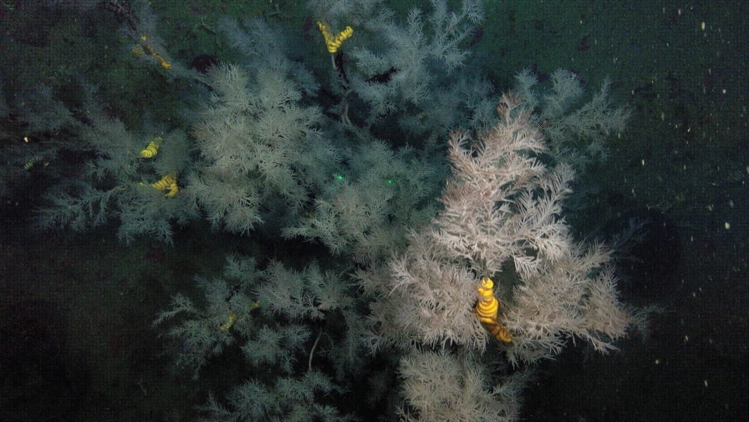 Black coral on Tokomaru shelf reef