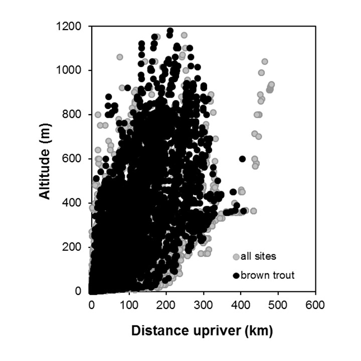 Brown_trout_Salmo trutta_penetration [NIWA]