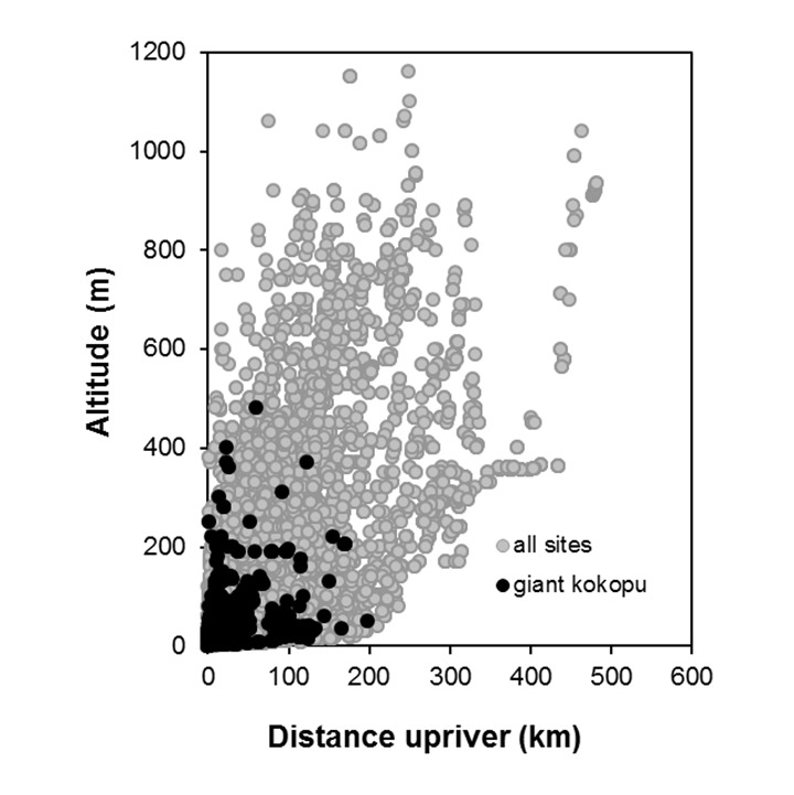 Galaxias argenteus_penetration