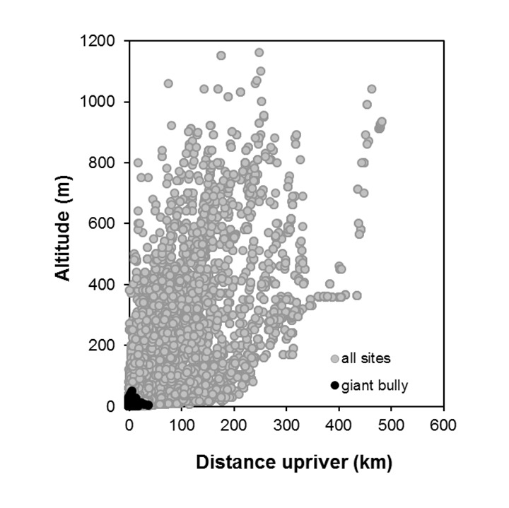 Giant_bully_Gobiomorphus gobioides_penetration