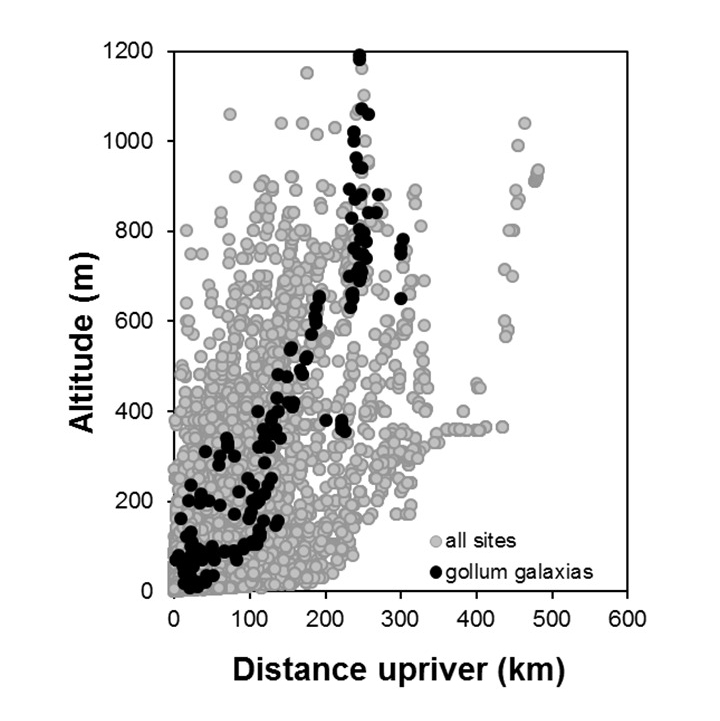 Gollum_galaxias-Galaxias gollumoides_penetration