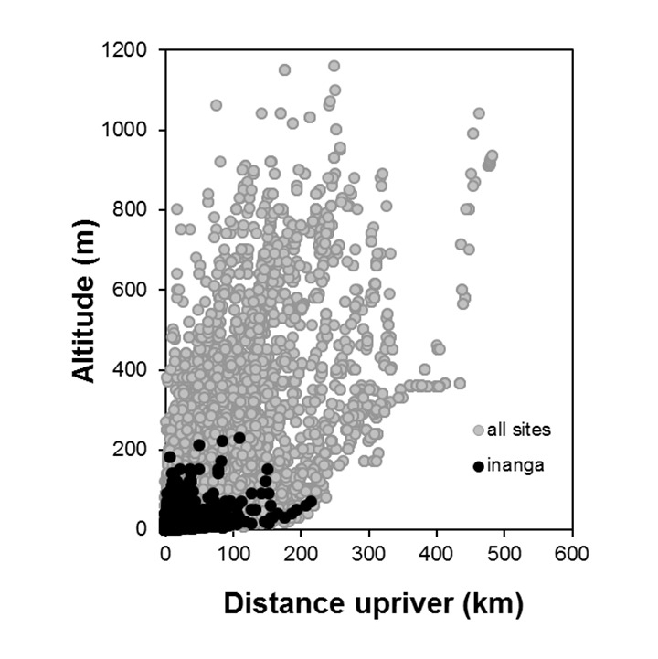 Inanga-Galaxias maculatus_penetration