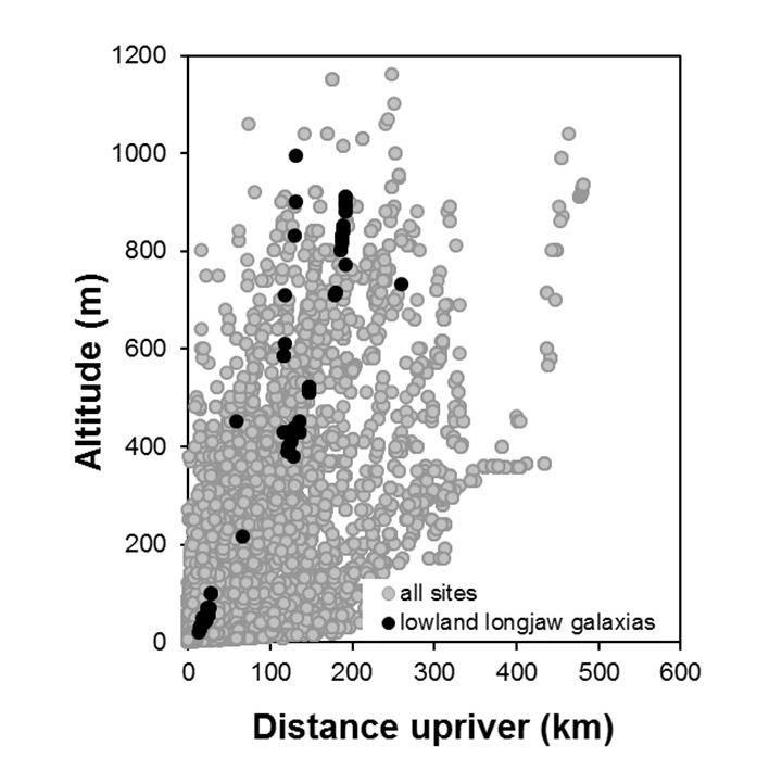 Lowland_longjaw_galaxias-Galaxias cobitinis_penetration