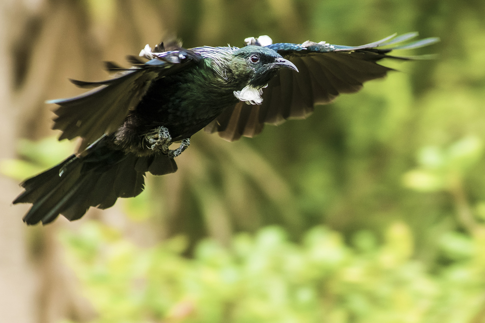 Tui in flight, Special Award Winner 2015