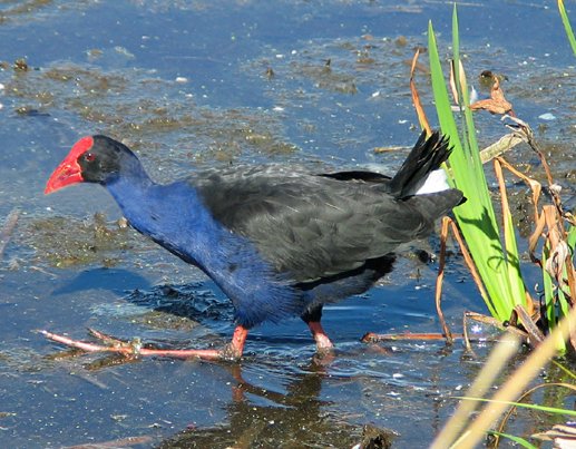 Pukeko