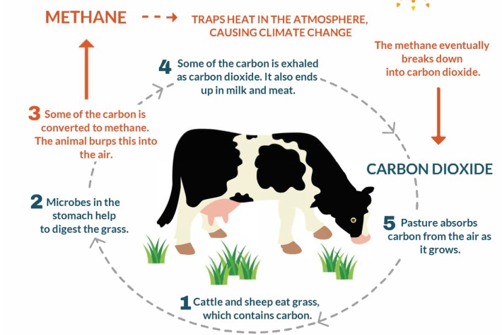 Graphic showing livestock producing methane
