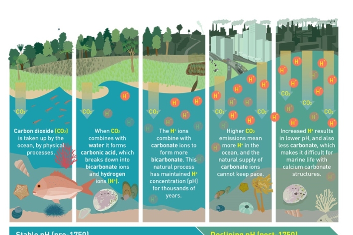 The chemistry of acidification