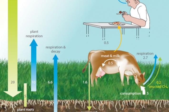Infographic: Movement of carbon in pastoral agriculture