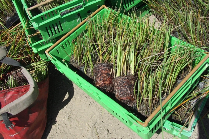 Wetland planting
