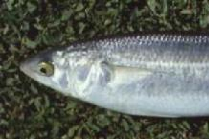 Aldrichetta forsteri - Yelloweye mullet