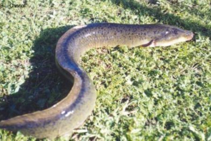 Australian longfin eel - Anguilla reinhardtii 