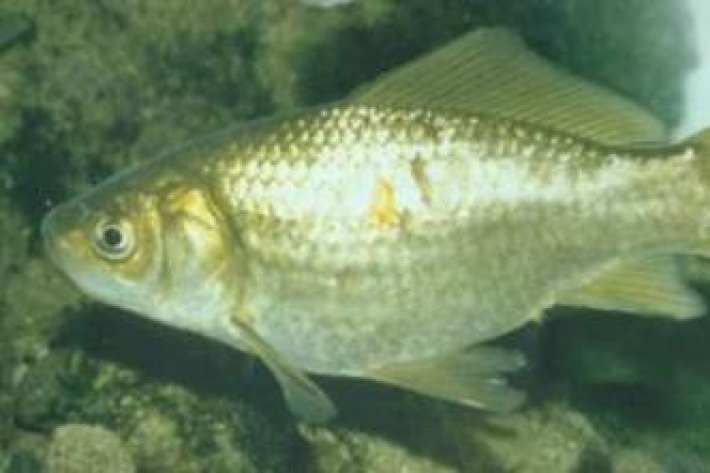 Carassius auratus - Goldfish