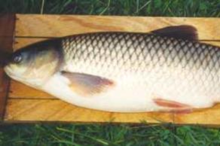 Ctenopharyngodon idella - Grass carp