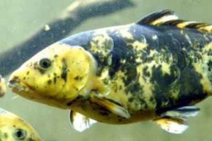 Cyprinus carpio - Koi carp| common carp