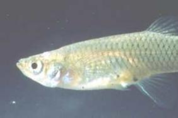 Gambusia affinis - Gambusia