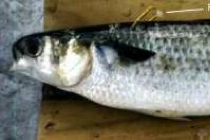 Mugil cephalus - Grey mullet