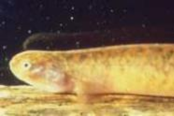 Black mudfish