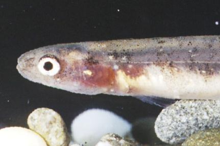 Neochanna rekohua - Chatham mudfish