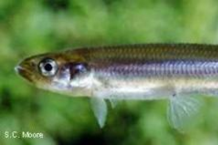 Retropinna retropinna - Common smelt