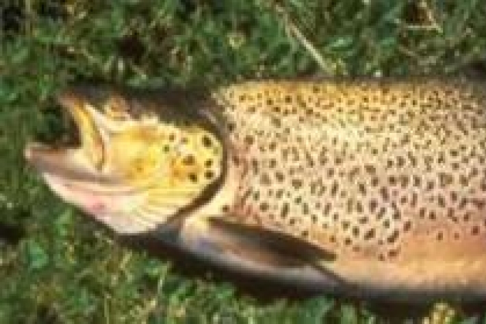 Salmo trutta - Brown trout