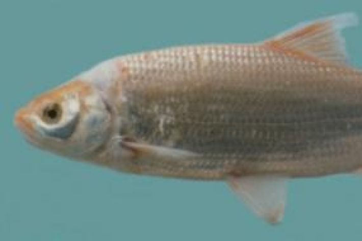 Leuciscus idus - Orfe | golden orfe| ide