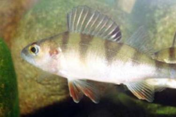 Perca fluviatilis - Perch | redfin perch