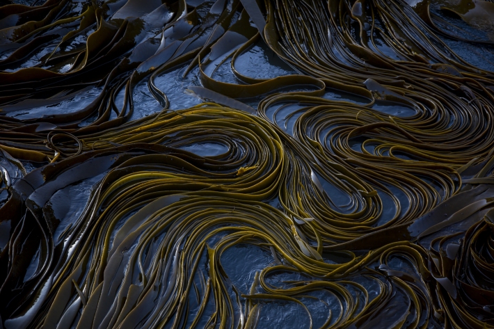 Bull kelp