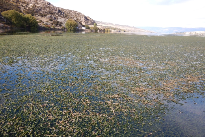 An outbreak of Lagarosiphon at Lake Dunstan at Bendigo Station in Central Otago