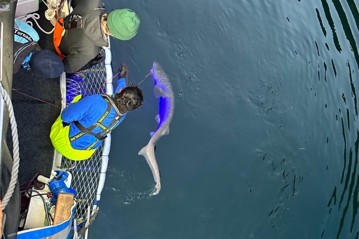 Tagging sharks in Fiordland 2