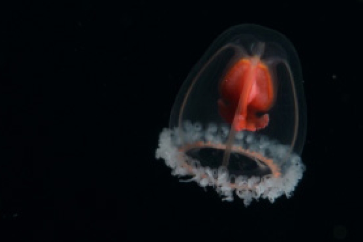 Turritopsis rubra (Farquhar, 1895), Crimson jelly. 