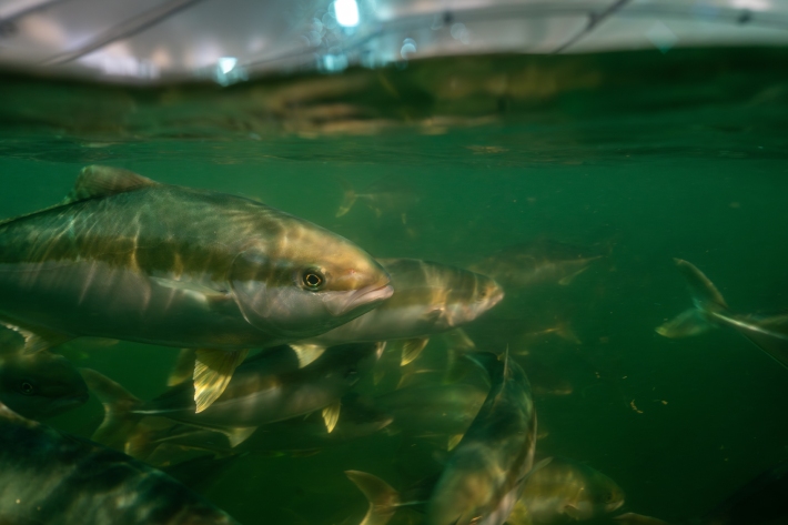 Kingfish in the recirculating aquaculture system at the Northland Marine Research Centre.