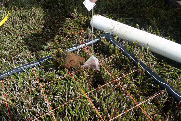 A teabag being buried in a saltmarsh in Tasmania. 