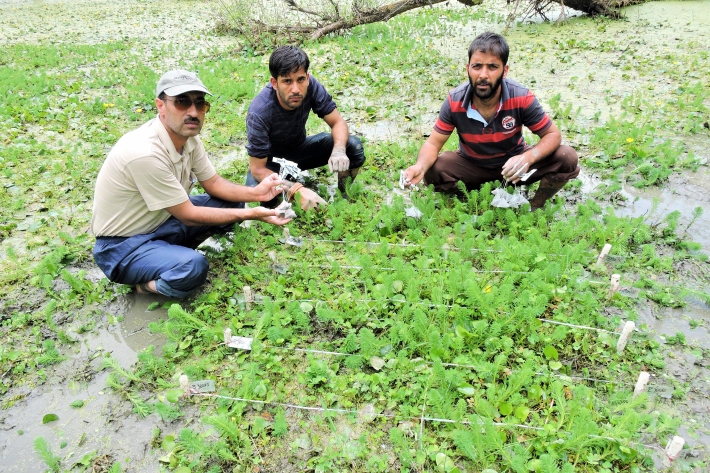 Co-authors Anzar A. Khuroo and Maroof Hamid, from the University of Kashmir in India with Fayaz Ahmad (left to right) at a wetland in the Himalayas as part of the major global study. Credit: Anzar A. Khuroo