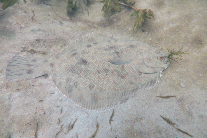 Black flounder - camouflage