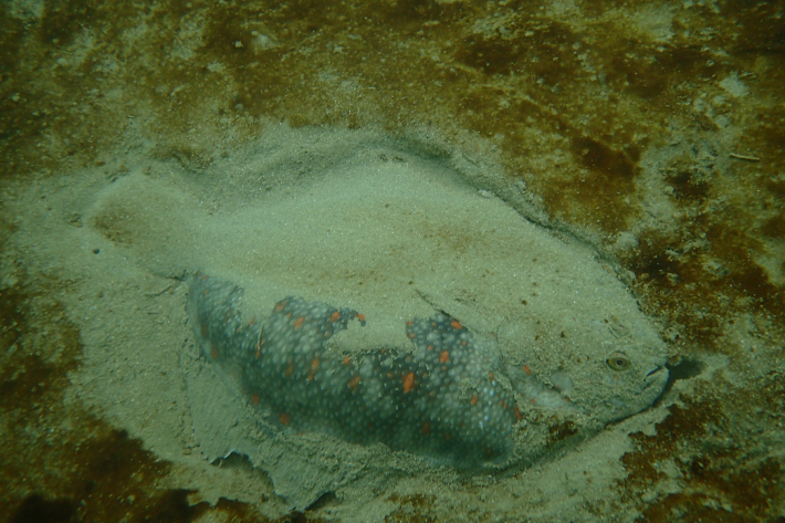 Black_flounder_hiding