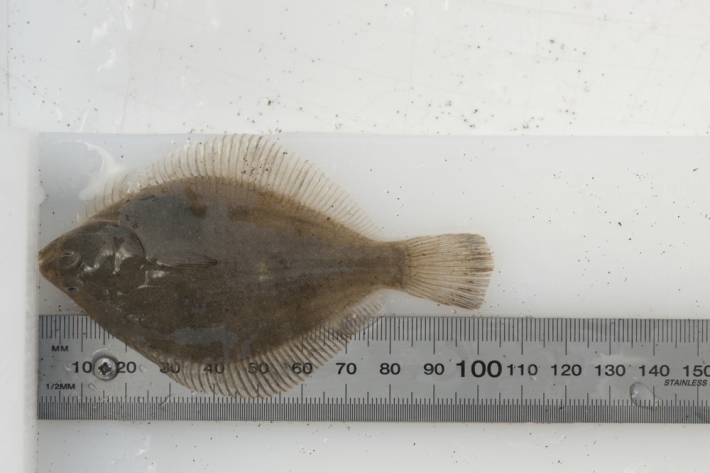 Yellow-belly flounder