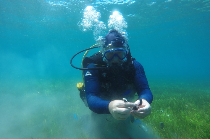 : Paul York from James Cook University in North Queensland collecting a teabag from a seagrass meadow. Credit: Peter Davey