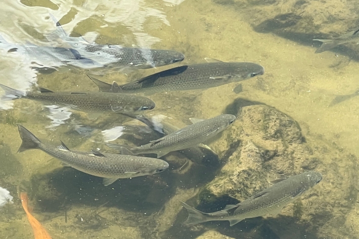 Grey Mullet 2 - Waikato River (Fairybank Hamilton)