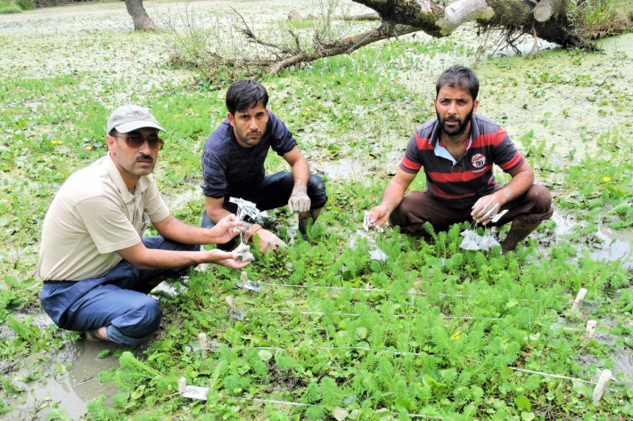 Co-authors Anzar A. Khuroo and Maroof Hamid, from the University of Kashmir in India with Fayaz Ahmad (left to right) at a wetland in the Himalayas as part of the major global study. Credit: Anzar A. Khuroo