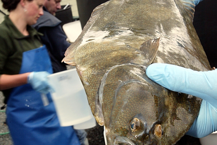 Yellow-belly flounder