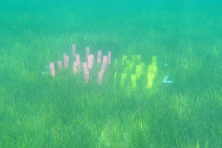 A patch of seagrass with buried teabags with tags to indicate the type of tea. 