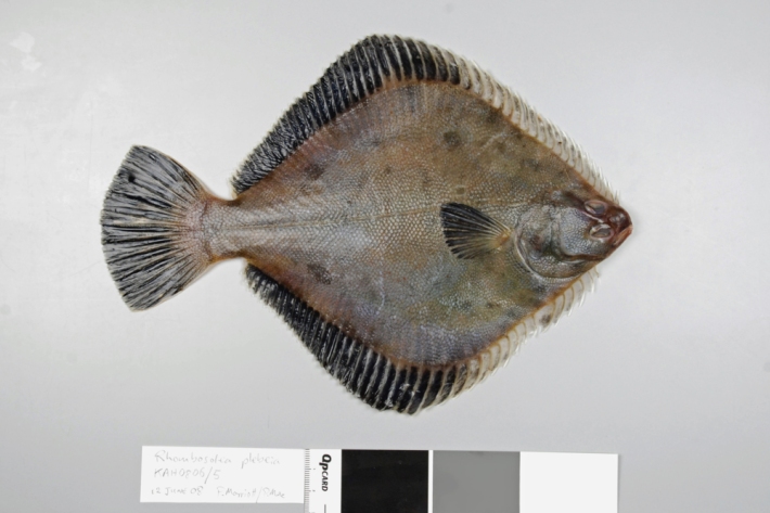 Sand flounder