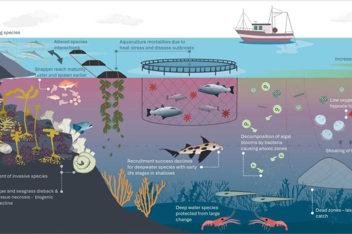 The impacts of marine heatwaves on ecosystems and fisheries in Aotearoa New Zealand