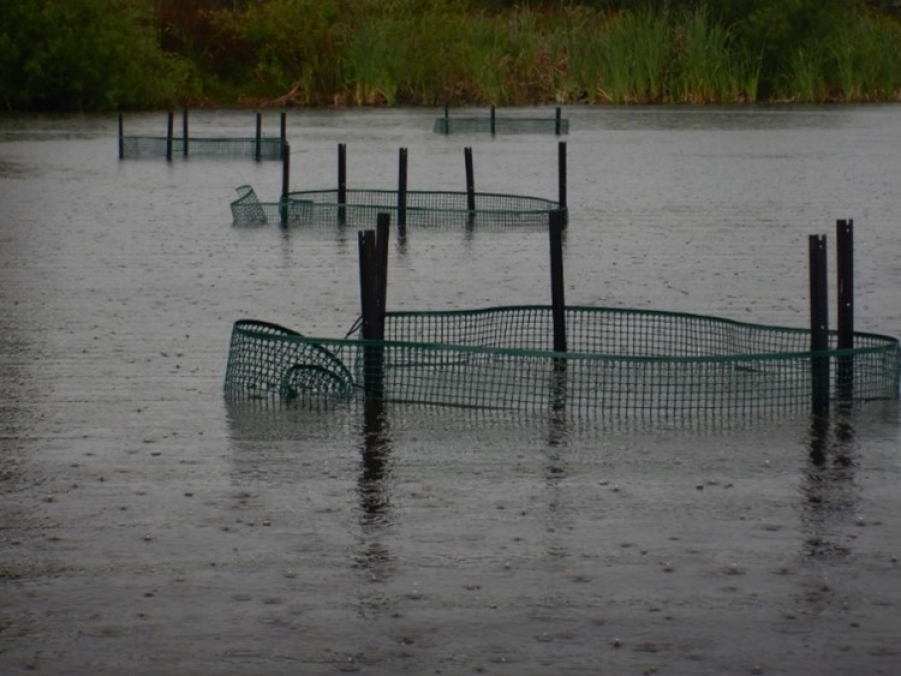 Four circular net cages held up by poles placed in Lake Ohinewai