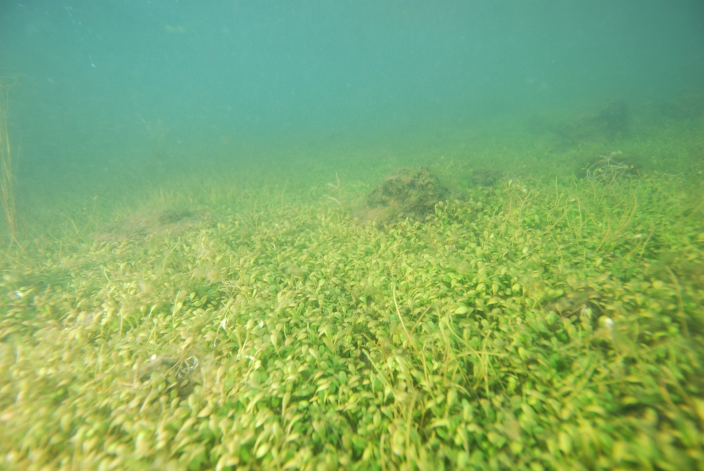 Low growing turf - Lake Rotomahana