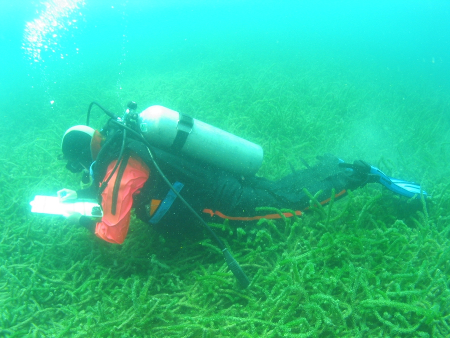 Diver swimming over lagarosiphon beds, Te Moenga bay, Lake Taupo, late january 2005