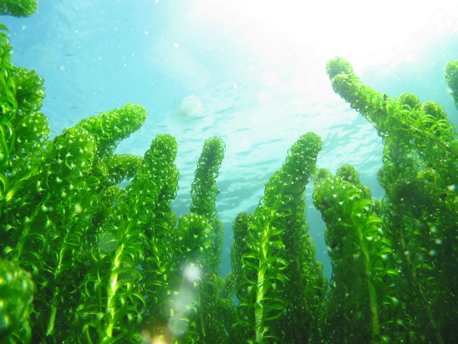 Lagarosiphon major - Lake Taupo