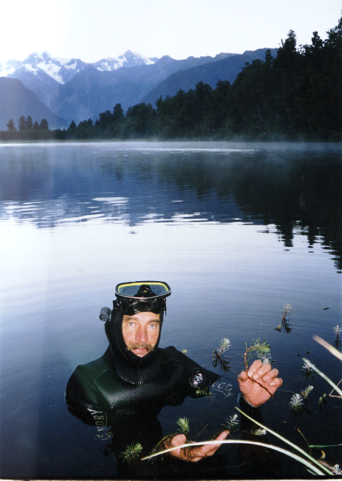 Rare aquatic plant - Lake Matheson