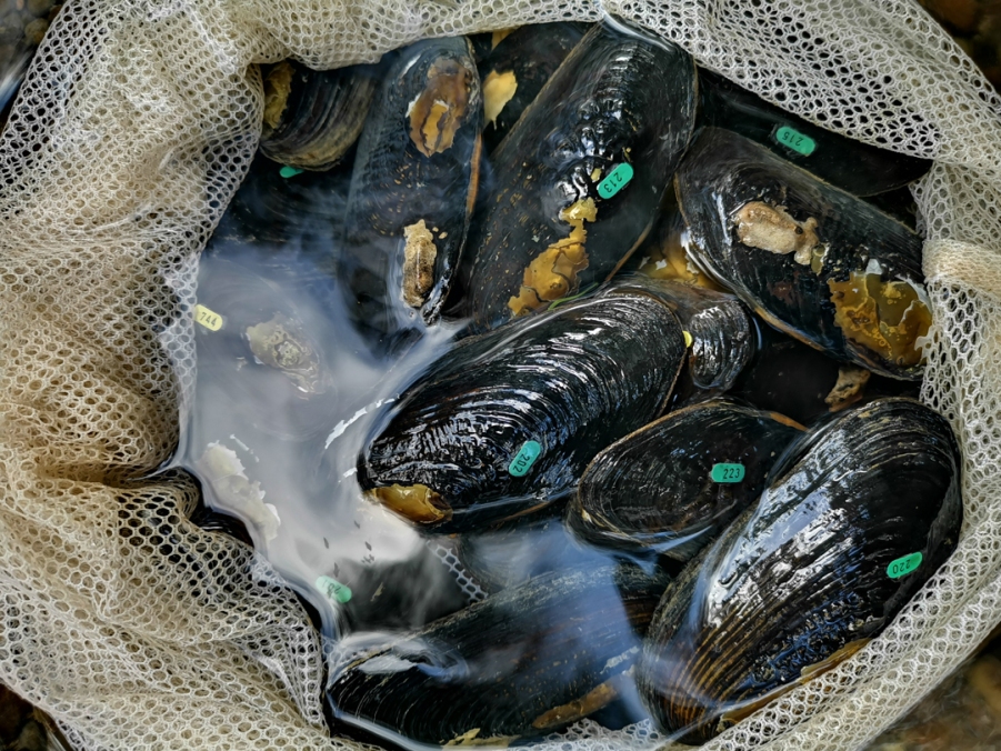 Freshwater mussels are under threat and declining worldwide. This decline has been attributed to environmental changes to their habitat, declines in native host fish, increases in invasive species (including rats) and water pollution from excessive nutrients, heavy metals, pesticides and sediments. 