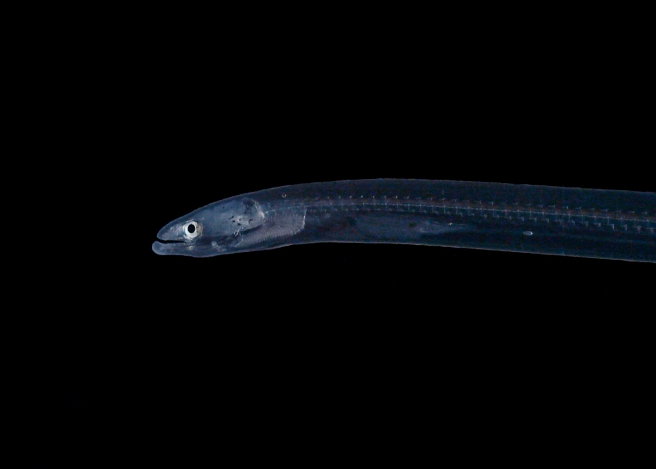 Longfin glass eel [Photo: Lana Young, NIWA]